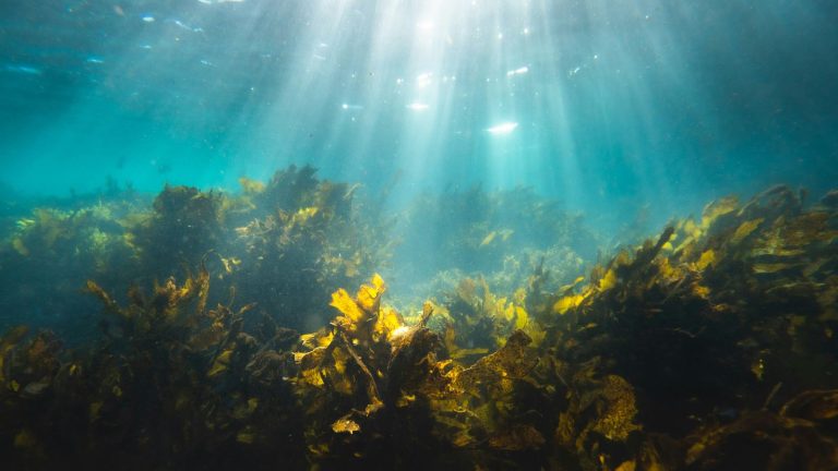 Forêt d'algues brunes sous la surface, matière première de la cosmétique marine Photo : Silas Baisch / Unsplash
